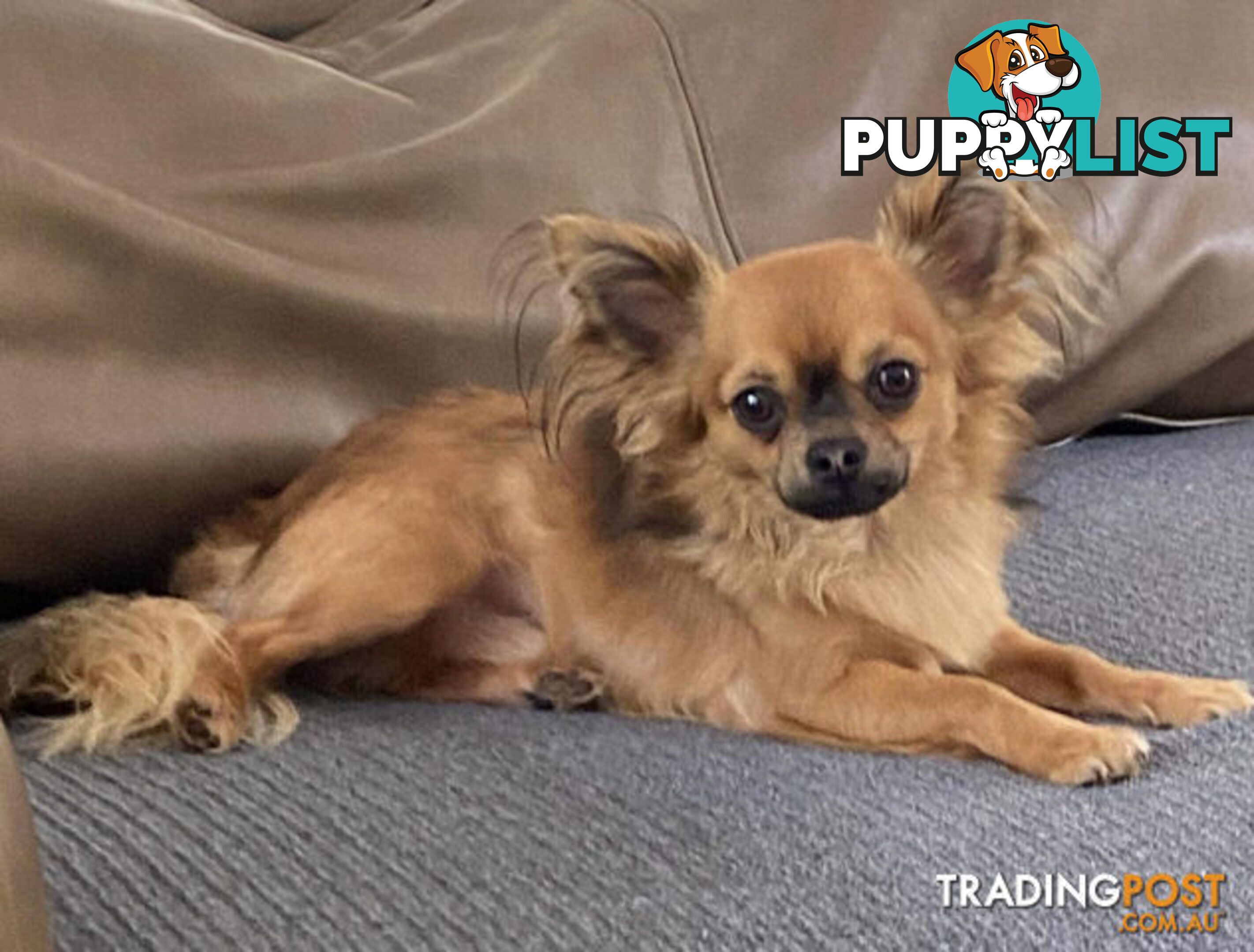 Purebred Chihuahua Pup