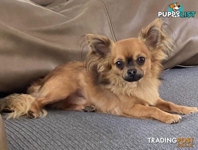 Purebred Chihuahua Pup