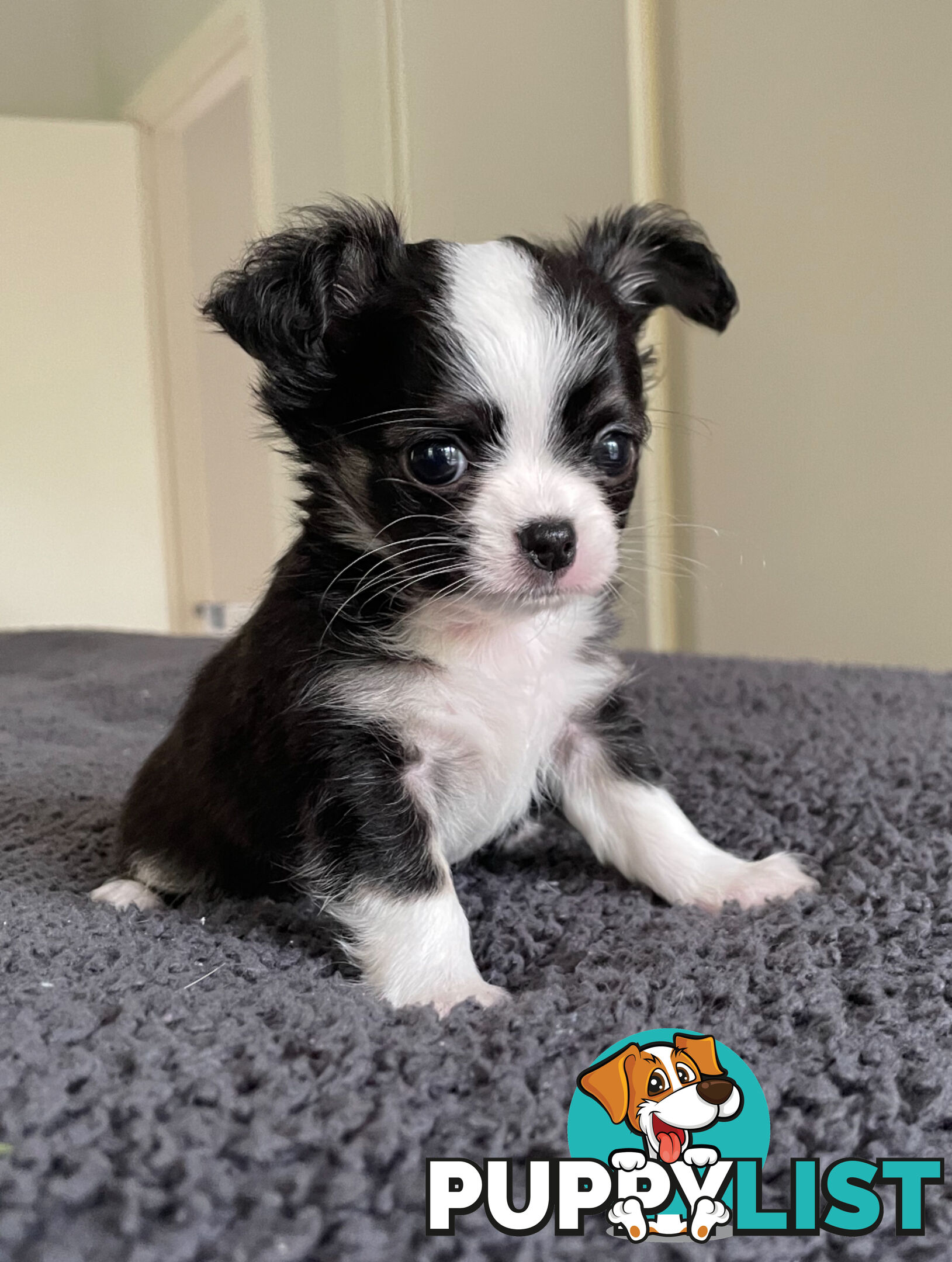 Purebred Chihuahua Pup