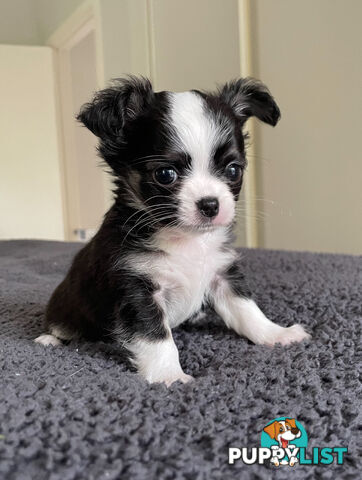 Purebred Chihuahua Pup
