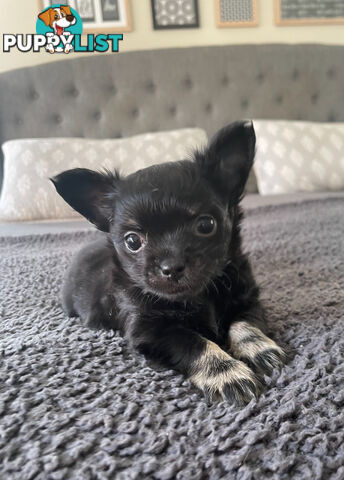 Purebred Chihuahua Pup