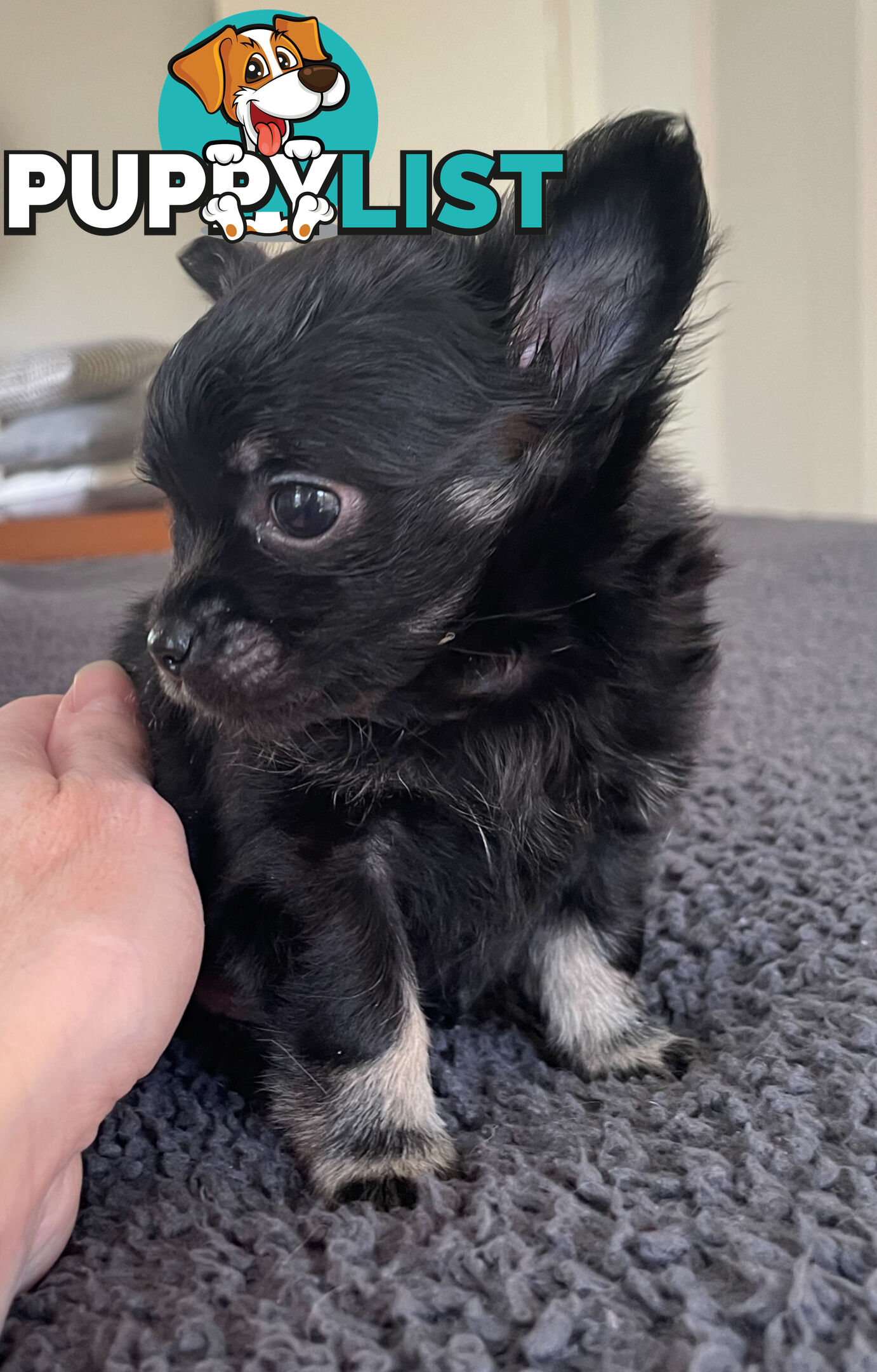 Purebred Chihuahua Pup