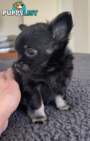 Purebred Chihuahua Pup