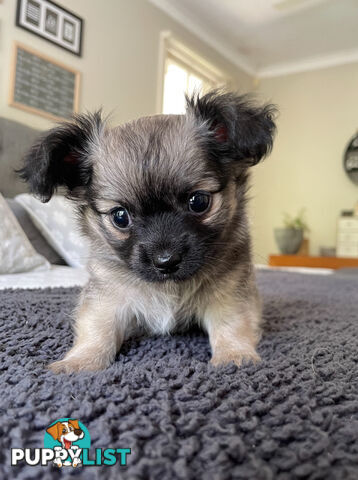 Purebred Chihuahua Puppies