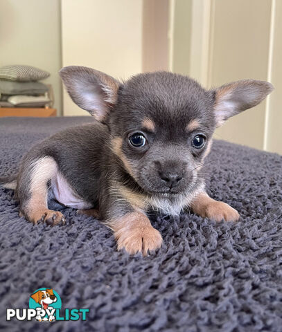 Purebred Chihuahua Puppies