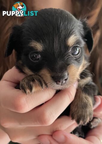 Purebred Chihuahua Puppies