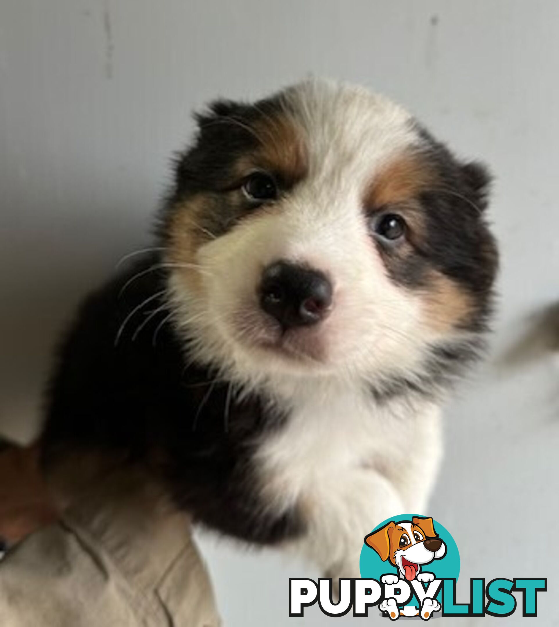 PURE BRED BORDER COLLIE PUPPIES