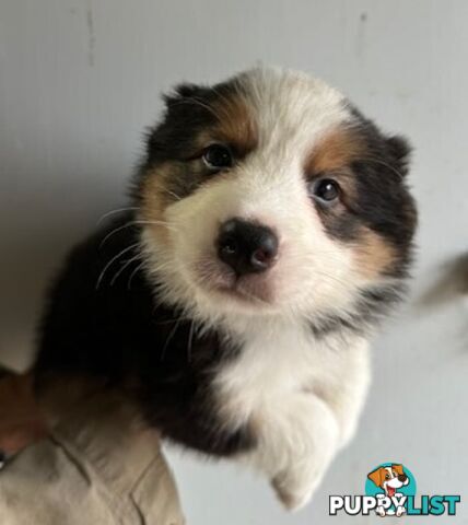 PURE BRED BORDER COLLIE PUPPIES