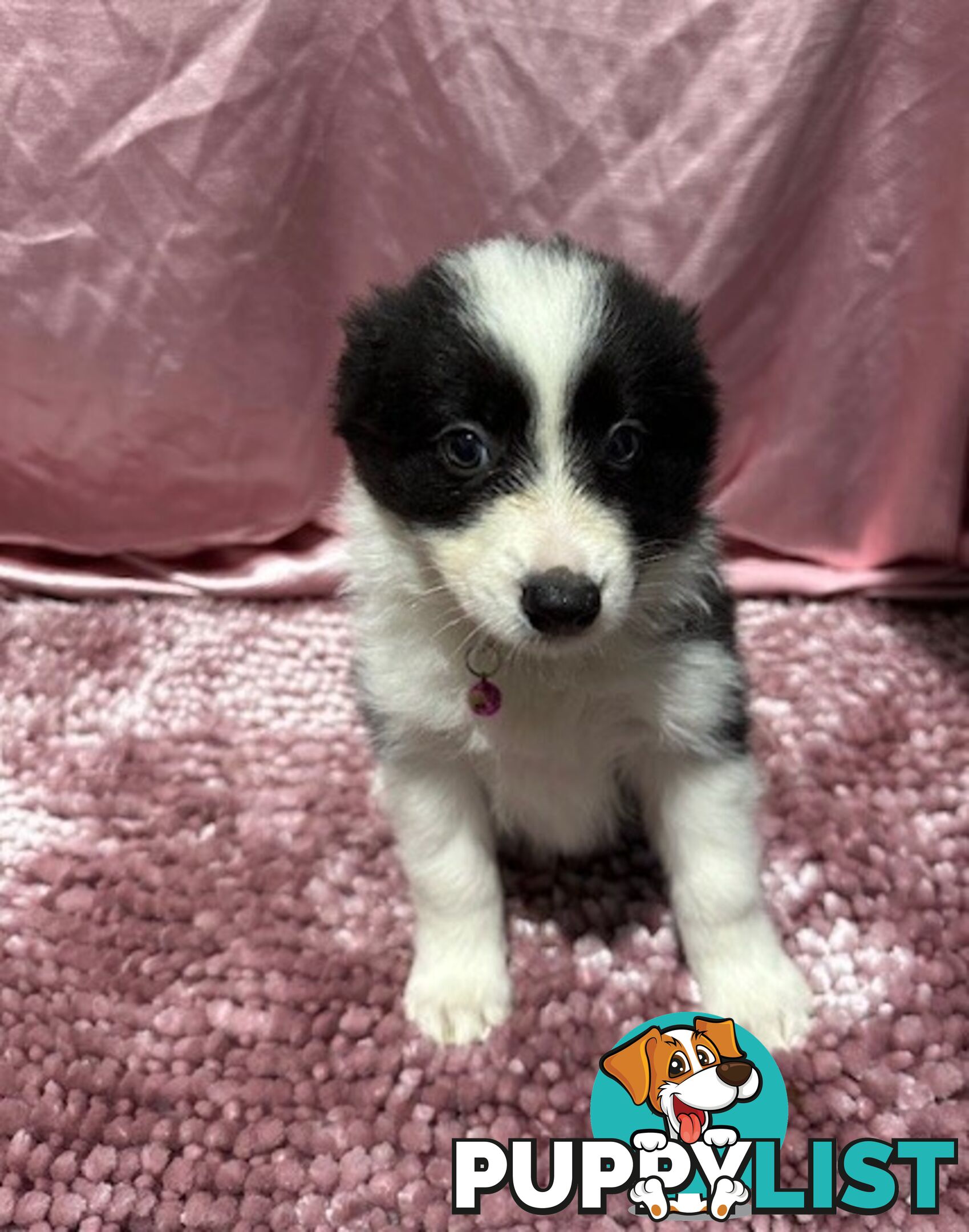 PURE BRED BORDER COLLIE PUPPIES