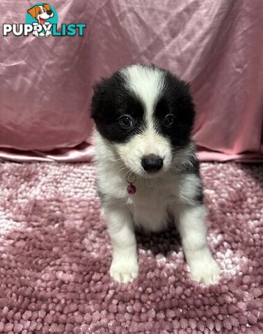 PURE BRED BORDER COLLIE PUPPIES