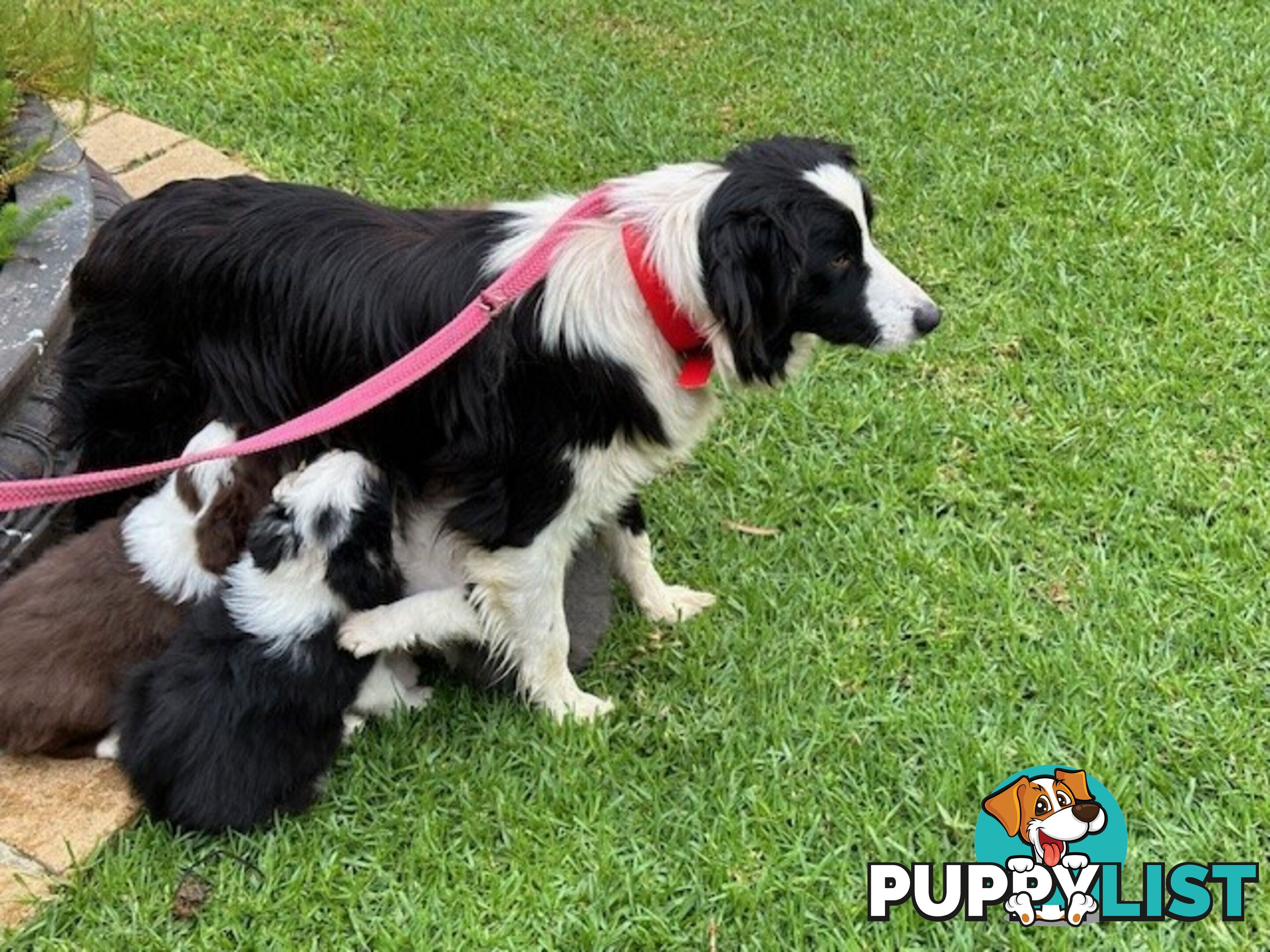 PURE BRED BORDER COLLIE PUPPIES