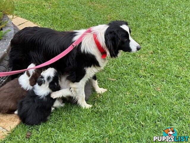 PURE BRED BORDER COLLIE PUPPIES