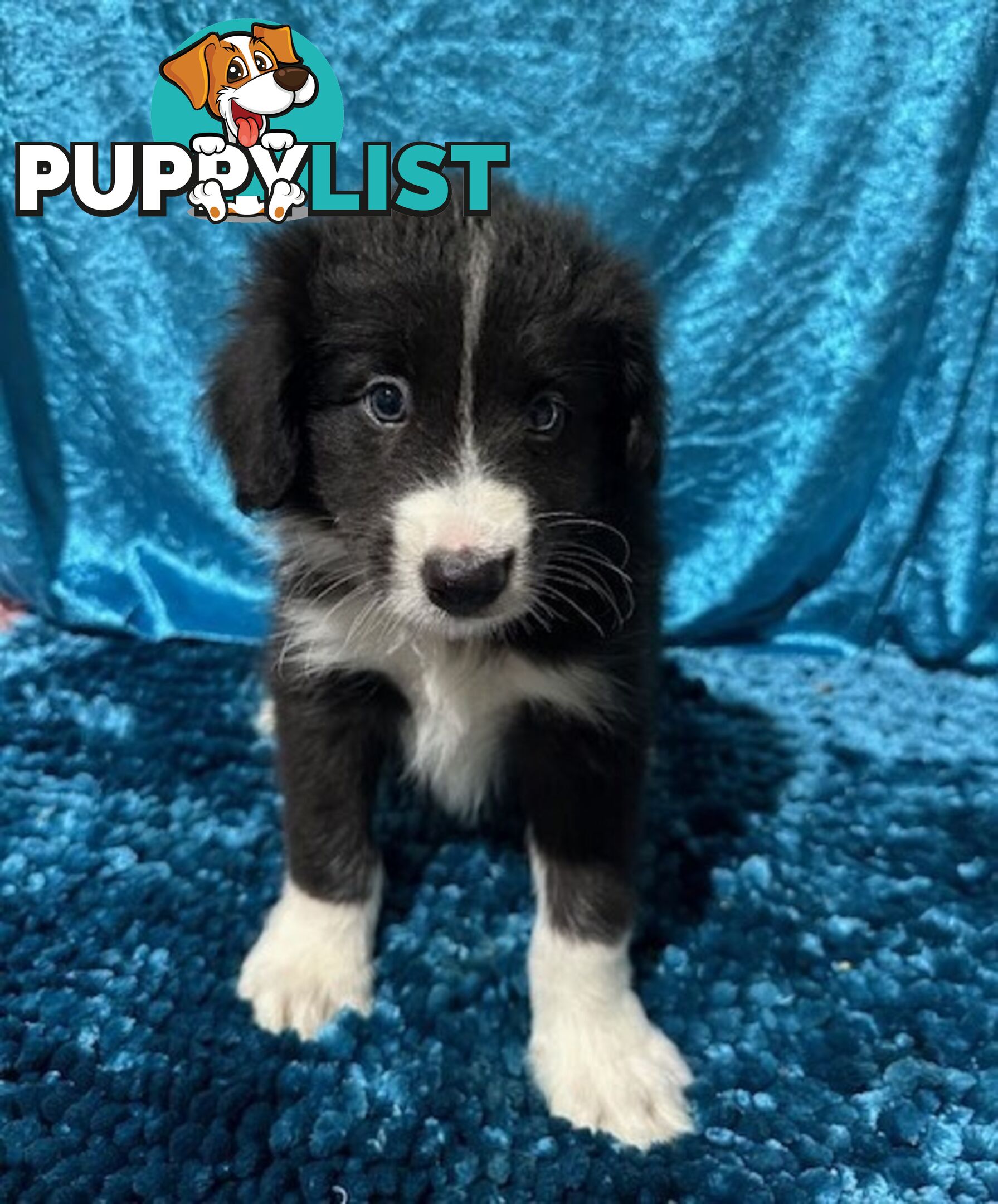 PURE BRED BORDER COLLIE PUPPIES