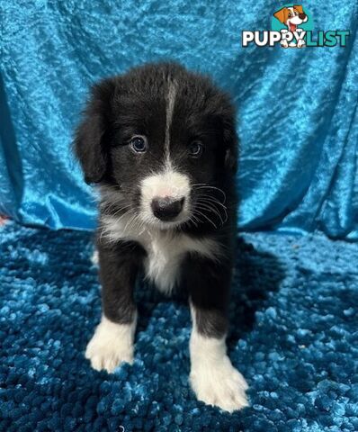 PURE BRED BORDER COLLIE PUPPIES