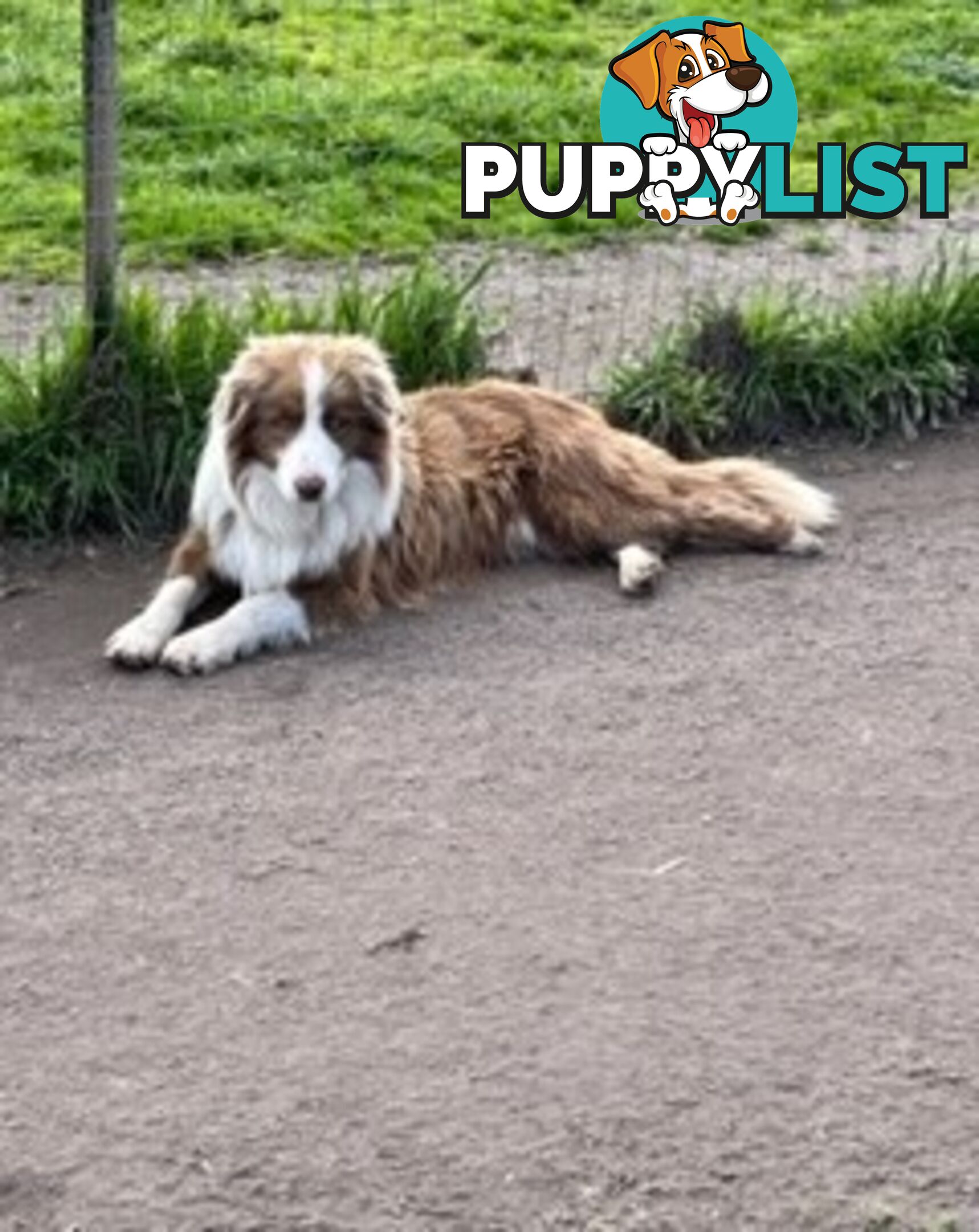 PURE BRED BORDER COLLIE PUPPIES