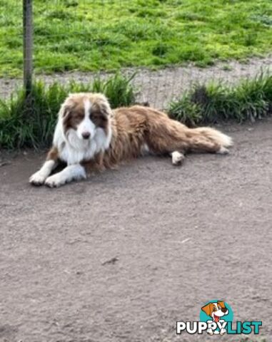 PURE BRED BORDER COLLIE PUPPIES