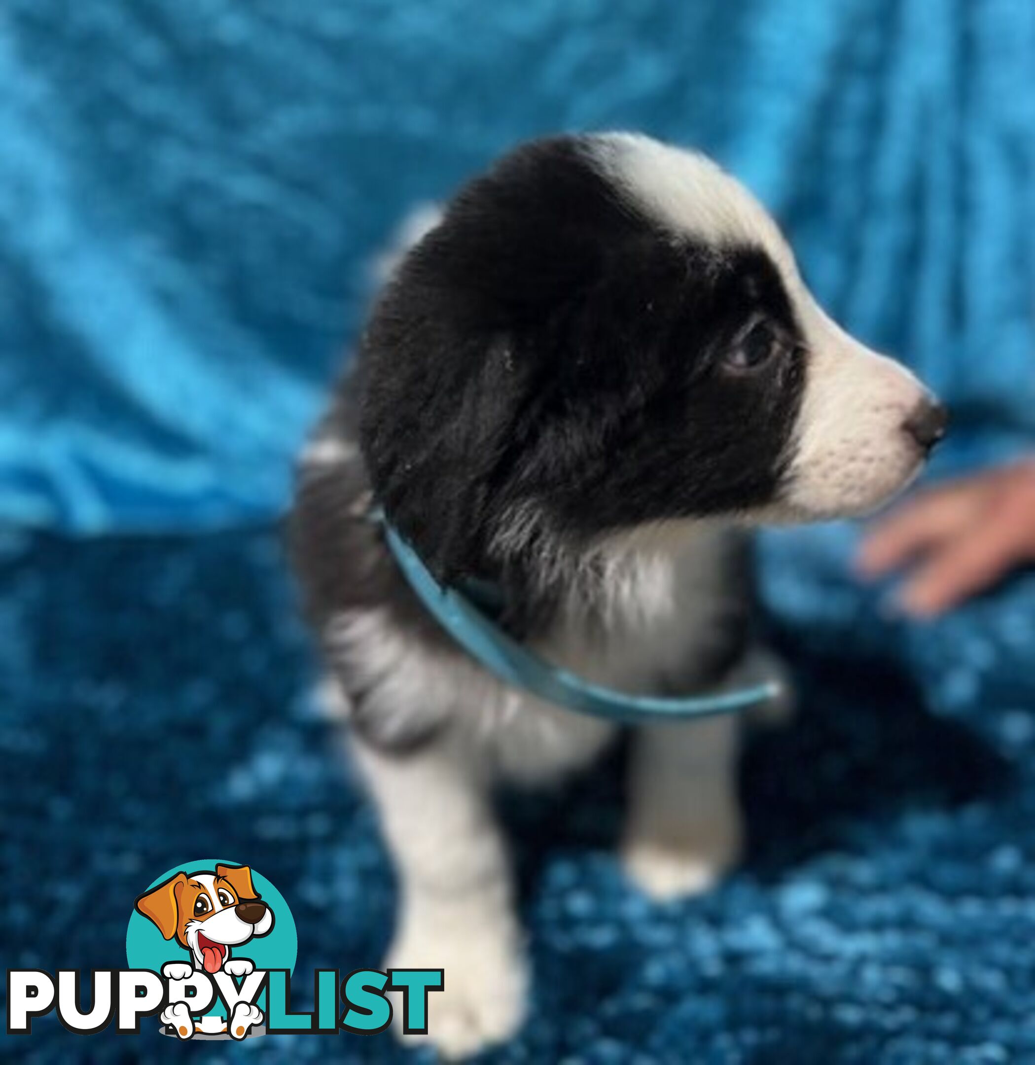 PURE BRED BORDER COLLIE PUPPIES