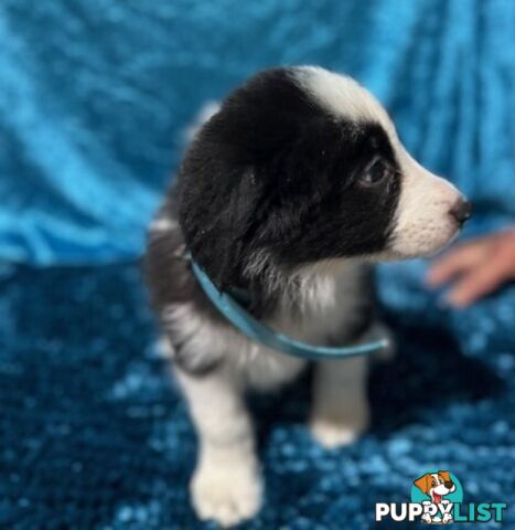 PURE BRED BORDER COLLIE PUPPIES