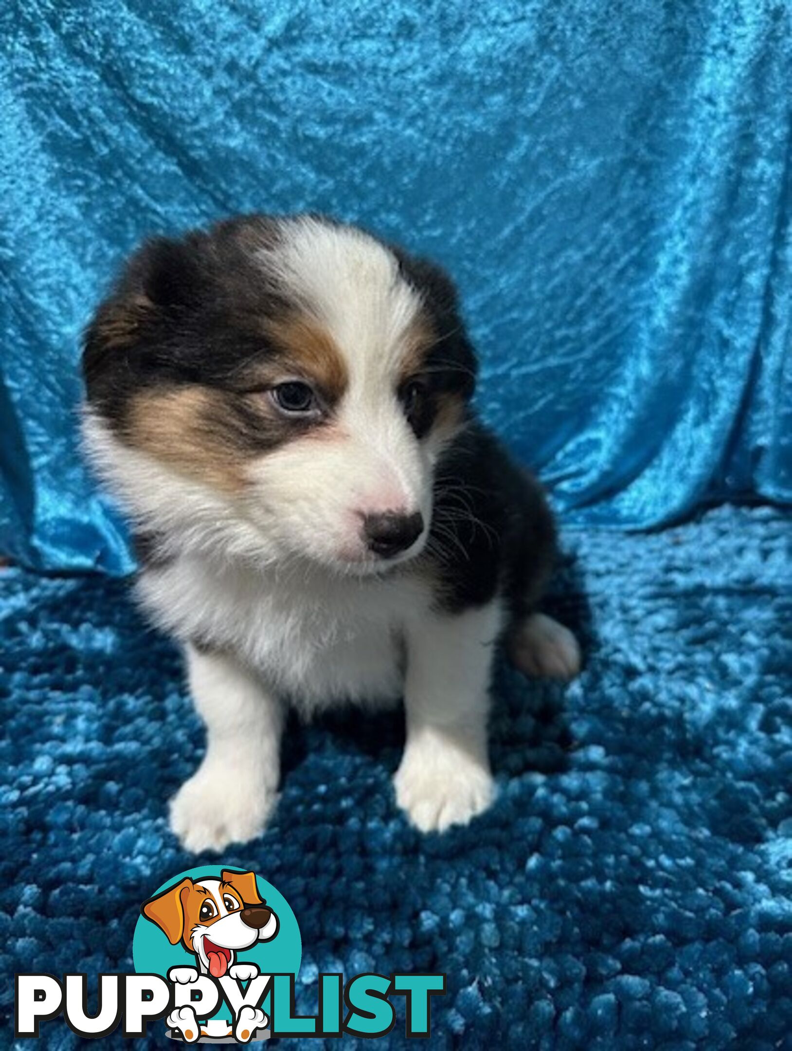 PURE BRED BORDER COLLIE PUPPIES