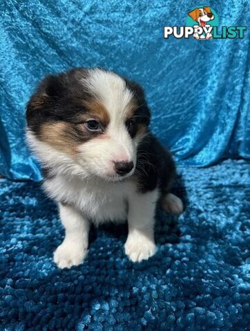 PURE BRED BORDER COLLIE PUPPIES