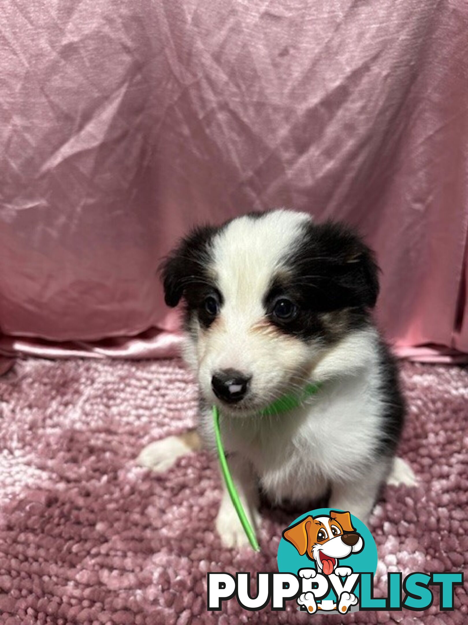 PURE BRED BORDER COLLIE PUPPIES