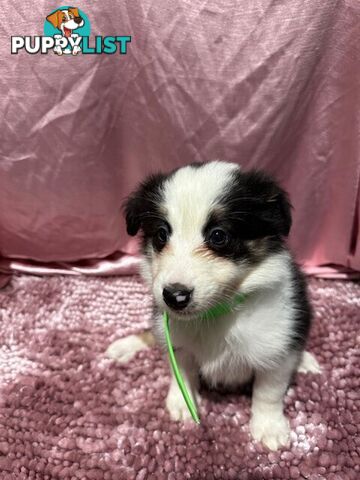 PURE BRED BORDER COLLIE PUPPIES