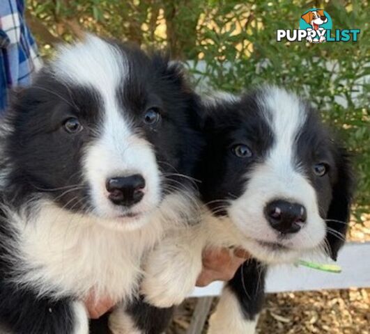 PURE BRED BORDER COLLIE PUPPIES - READY NOW