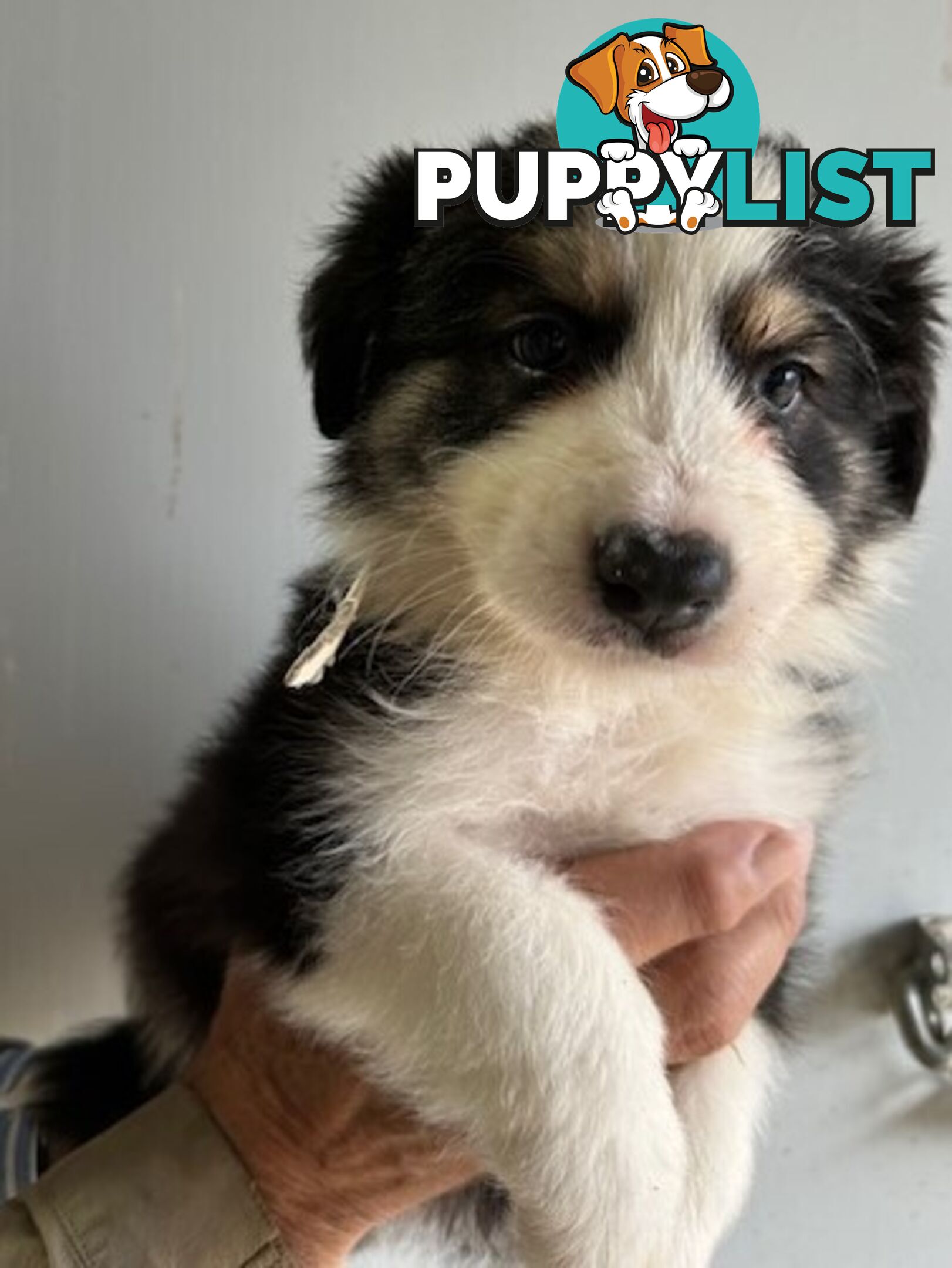 PURE BRED BORDER COLLIE PUPPIES