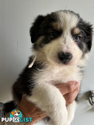 PURE BRED BORDER COLLIE PUPPIES