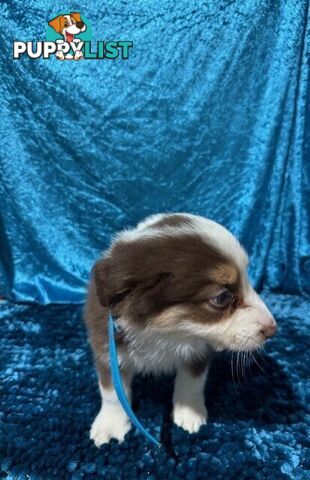 PURE BRED BORDER COLLIE PUPPIES