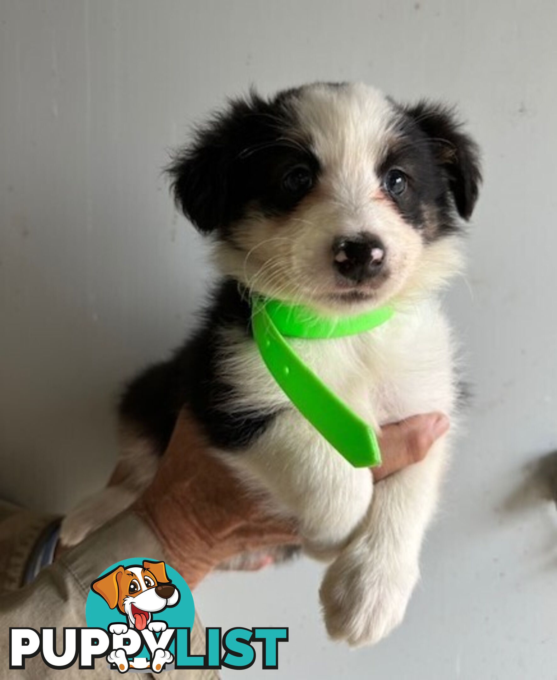 PURE BRED BORDER COLLIE PUPPIES