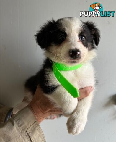 PURE BRED BORDER COLLIE PUPPIES