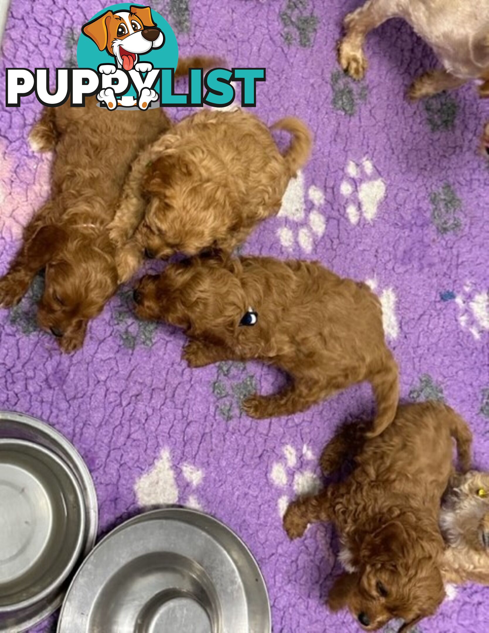 MINITURE CAVOODLE PUPPIES