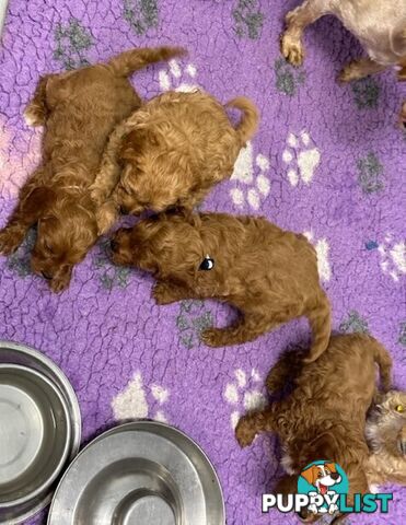 MINITURE CAVOODLE PUPPIES