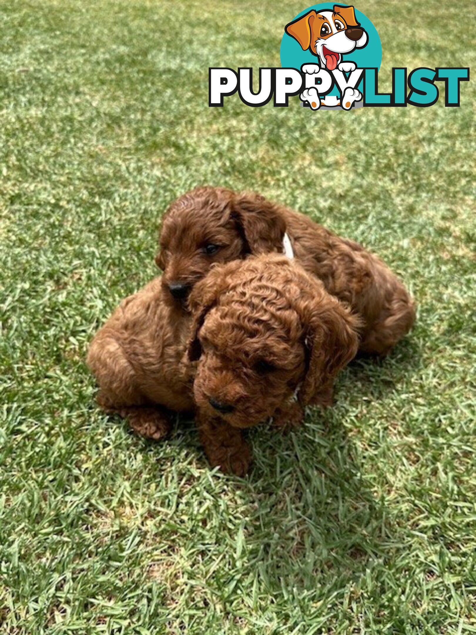 MINITURE CAVOODLE PUPPIES