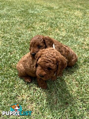 MINITURE CAVOODLE PUPPIES