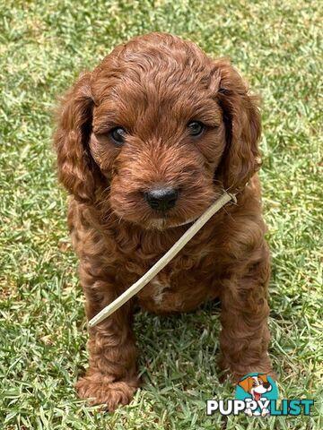 MINITURE CAVOODLE PUPPIES