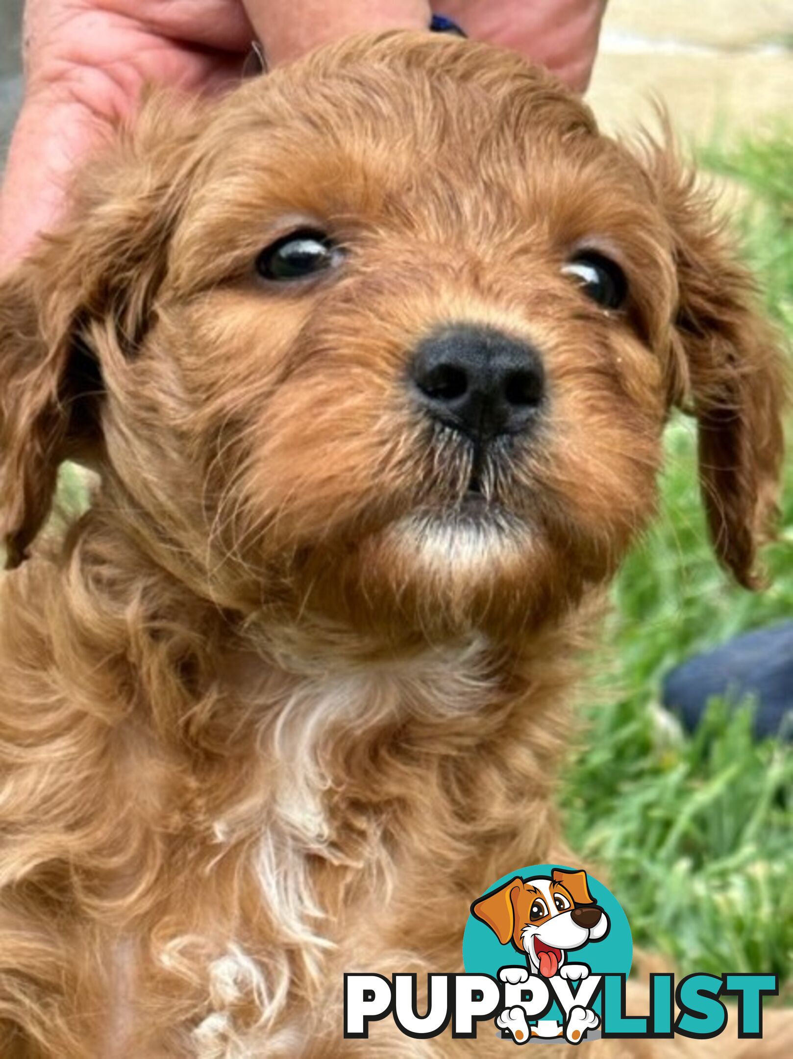 MINITURE CAVOODLE PUPPIES