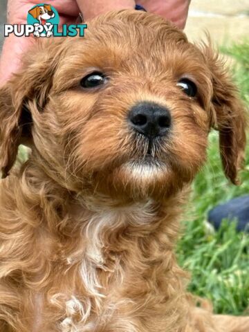 MINITURE CAVOODLE PUPPIES