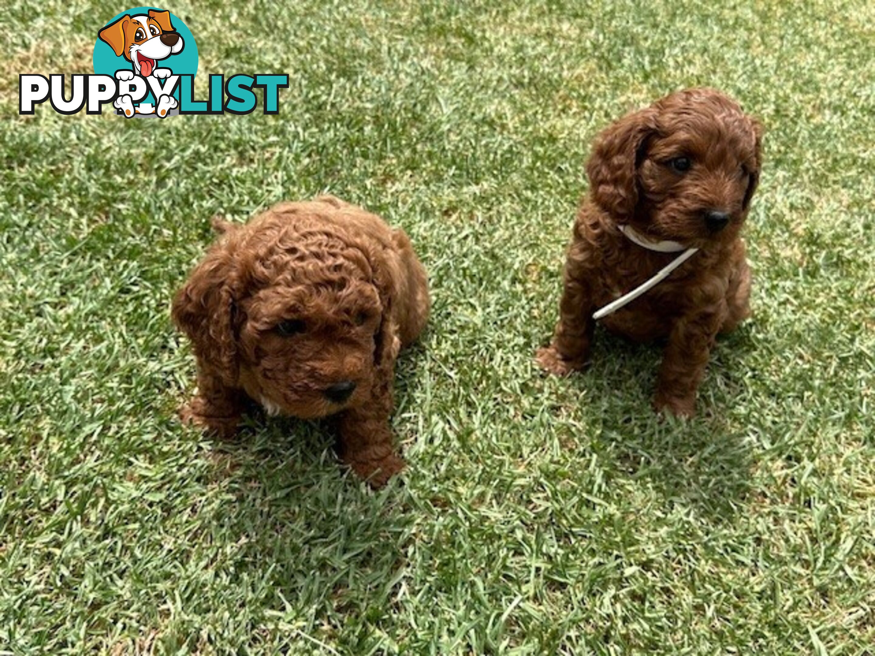 MINITURE CAVOODLE PUPPIES