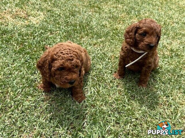 MINITURE CAVOODLE PUPPIES