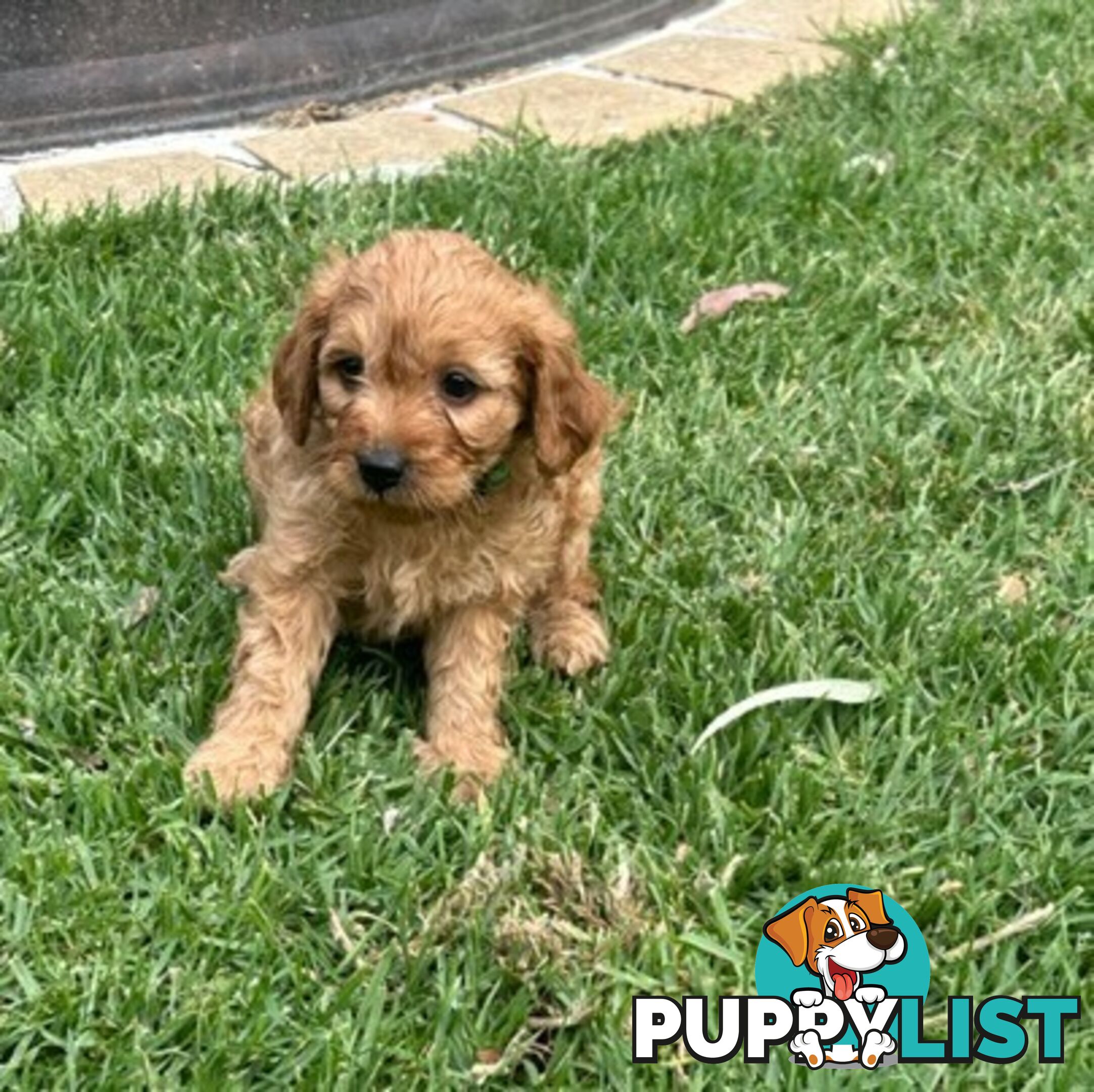 MINITURE CAVOODLE PUPPIES