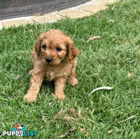 MINITURE CAVOODLE PUPPIES