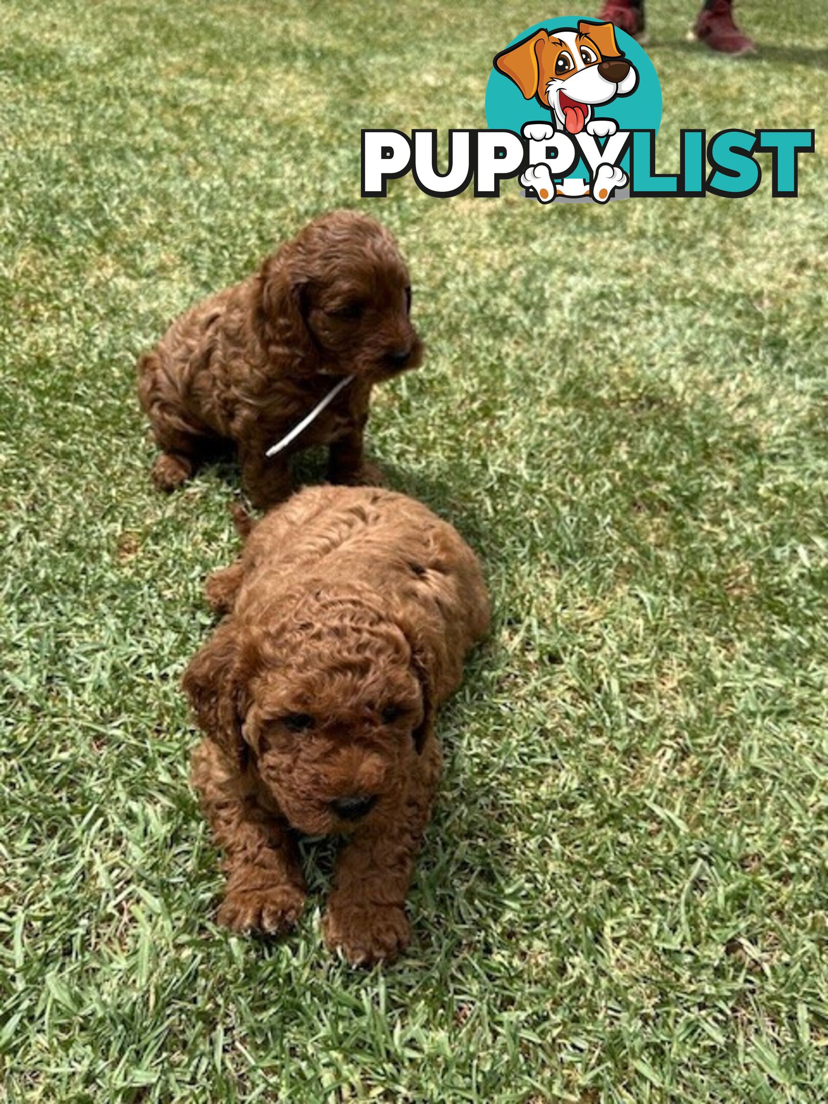 MINITURE CAVOODLE PUPPIES