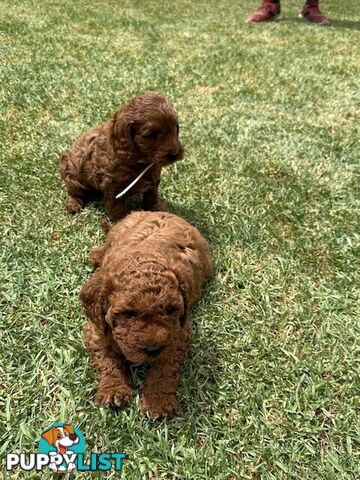 MINITURE CAVOODLE PUPPIES