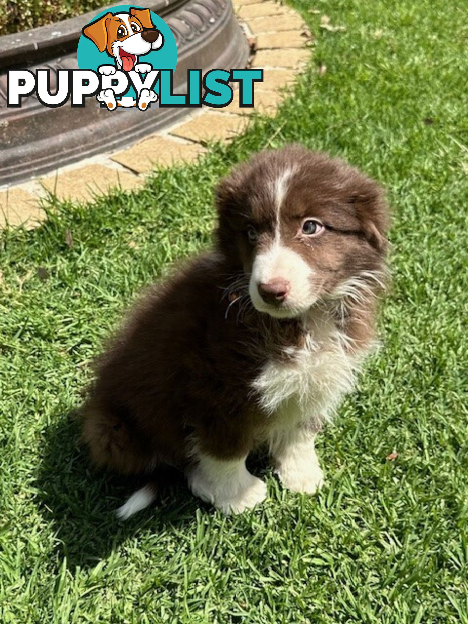 BORDER COLLIE PUPPIES