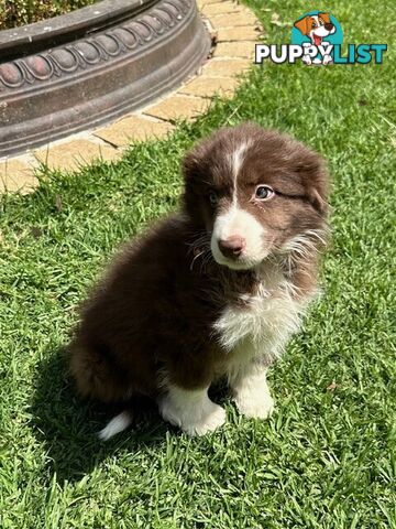 BORDER COLLIE PUPPIES