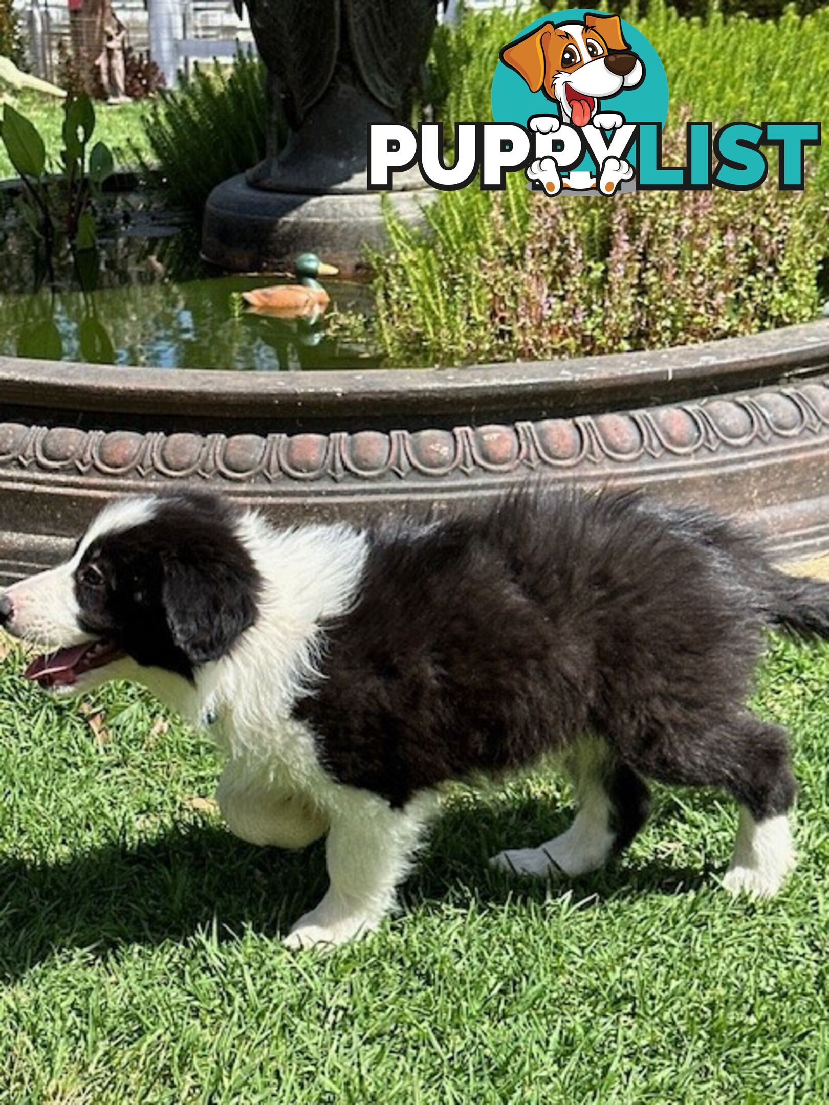 BORDER COLLIE PUPPIES