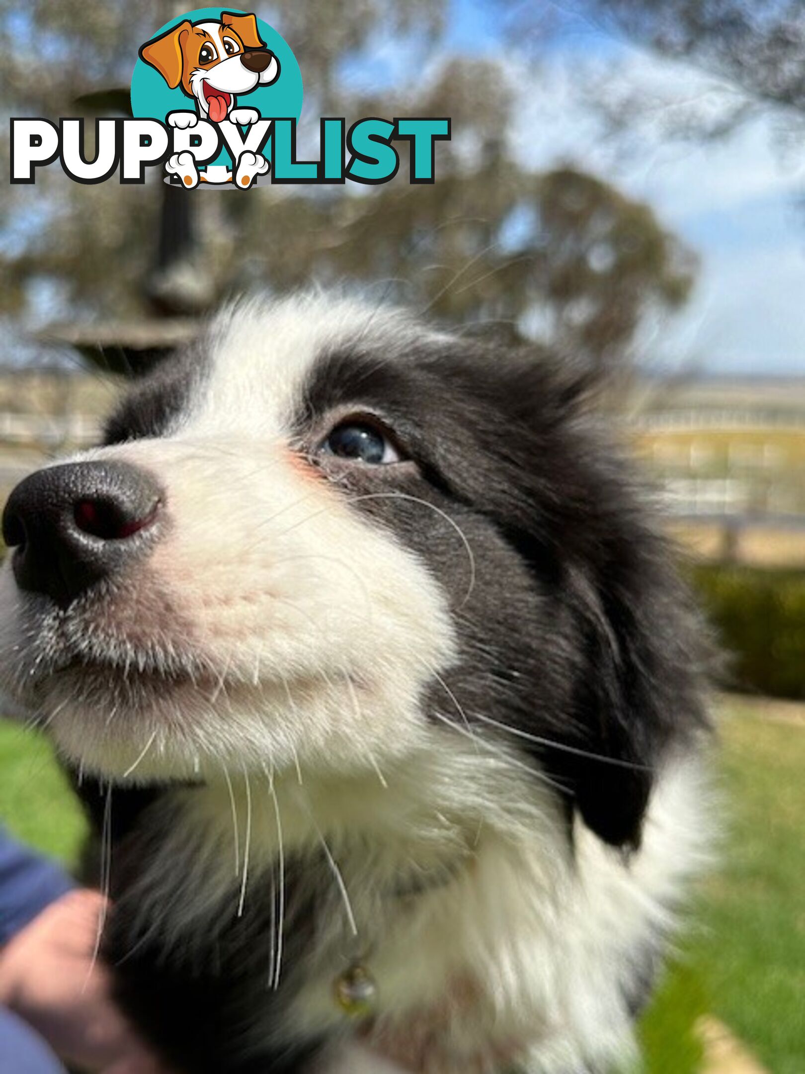 BORDER COLLIE PUPPIES