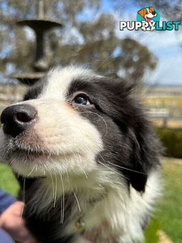 BORDER COLLIE PUPPIES